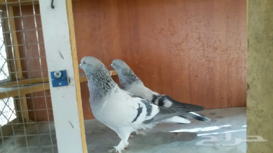 ثلجي خطين قلاب صندقه مع طبته (image 5)