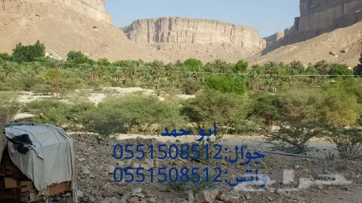عسل سدر حضرمي دوعني1439 اصلي وذمه توصيل مجانا (image 49)
