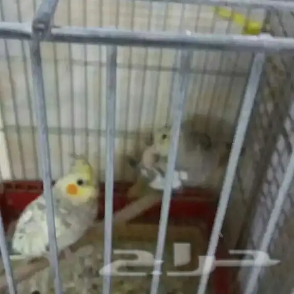 طيور كنارى وروز  (image 1)