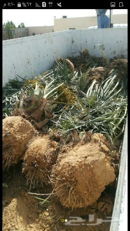 نخل لبيع موصل الى اي مكان نخل مضمون اي نوع (image 7)