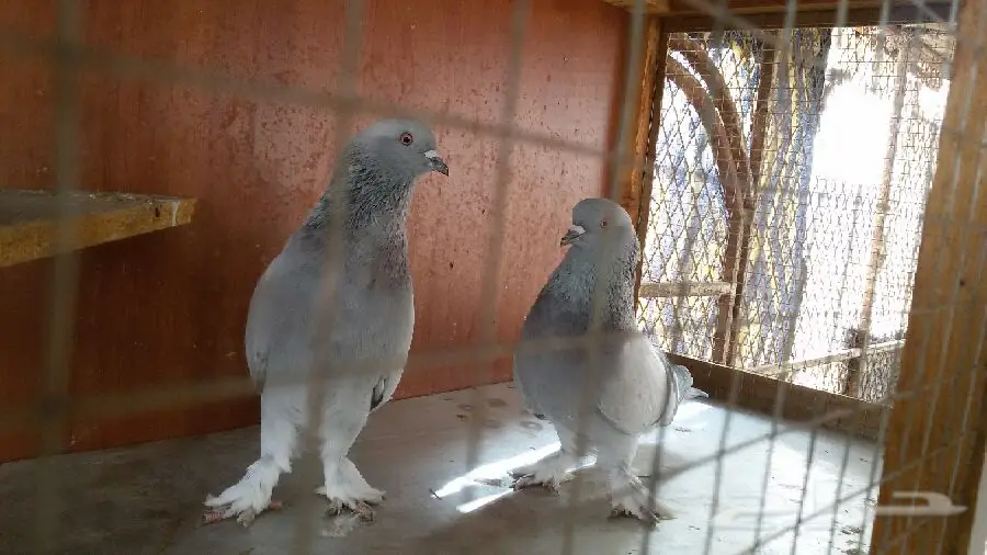 ثلجي خطين قلاب صندقه مع طبته (image 3)