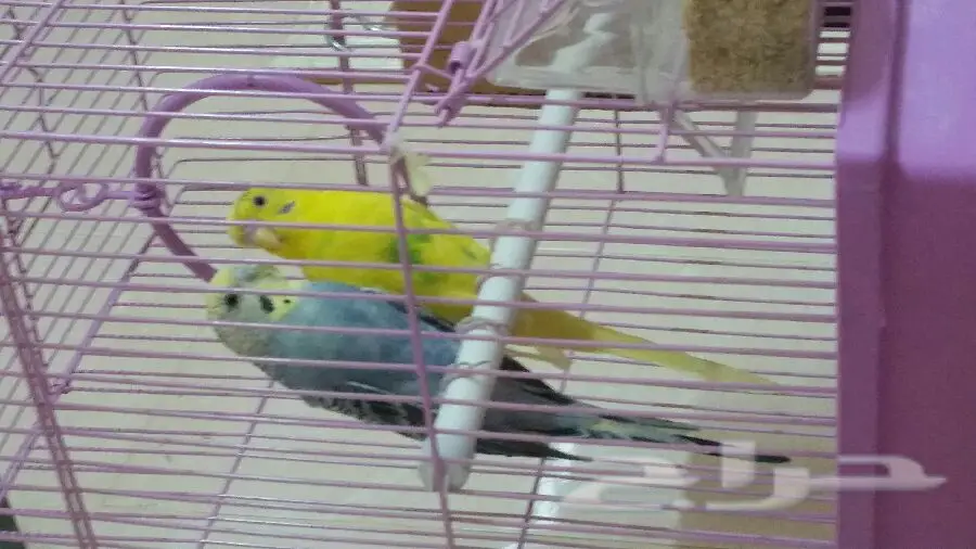 طيور بادجي - فرصة ذهبية!