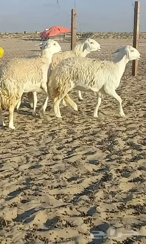 رخال حريات صنف الصنف. (image 6)
