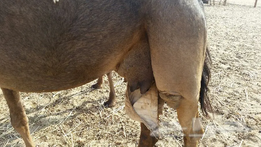 ناقة بدلة هادئة - فرصة لا تُفوّت! (image 2)