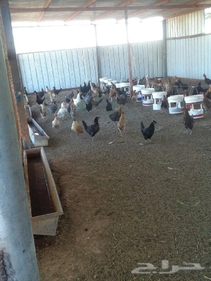 دجاج بلدي بياض فاحم - من المزرعة مباشرة (image 1)