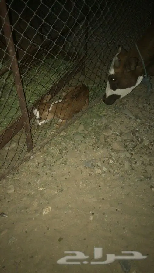 بقرة جرسيه مميزة - فرصة لا تُفوت! (image 2)