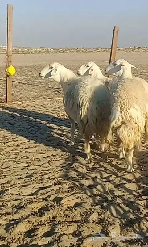 رخال حريات صنف الصنف. (image 3)