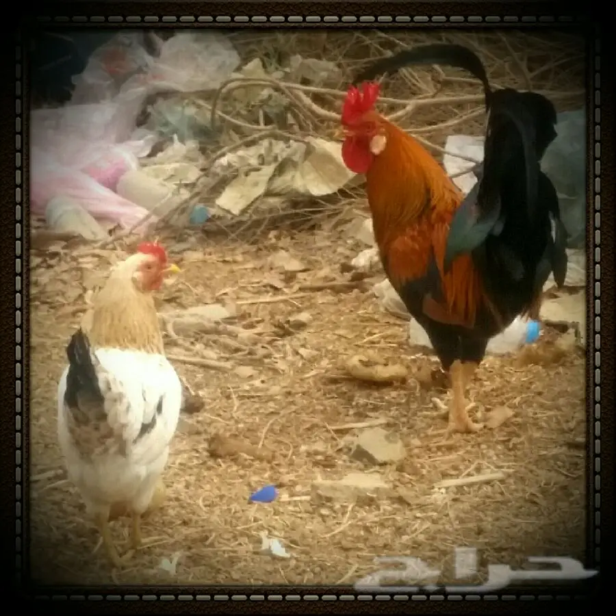 ديك و دجاج بلدي - فرائس ممتازة! (image 1)