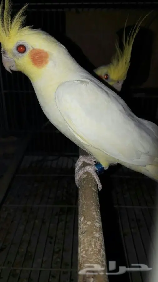 ببغاء زوج كراون عنده كلام قير مفهوم عيون حمر