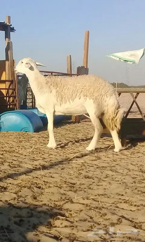 رخال حريات صنف الصنف. (image 5)