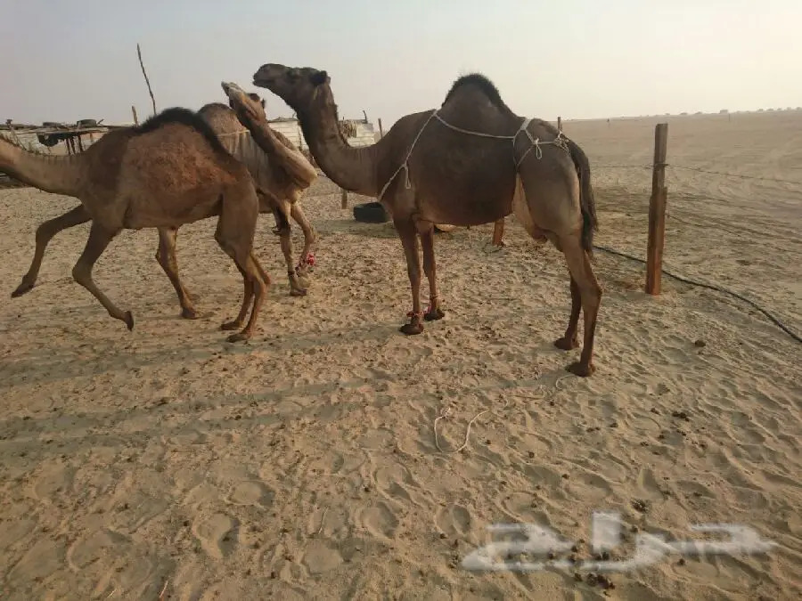 ناقة بدلة هادئة - فرصة لا تُفوّت! (image 1)