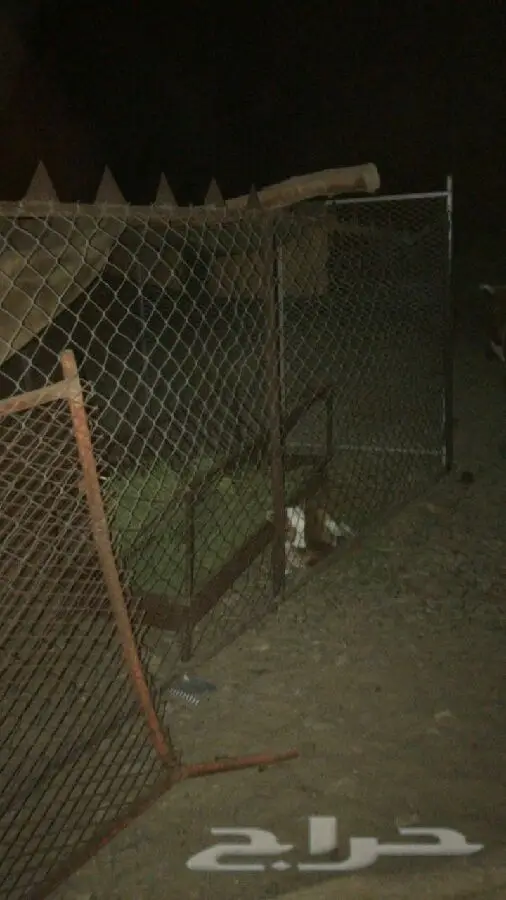 بقرة جرسيه مميزة - فرصة لا تُفوت!