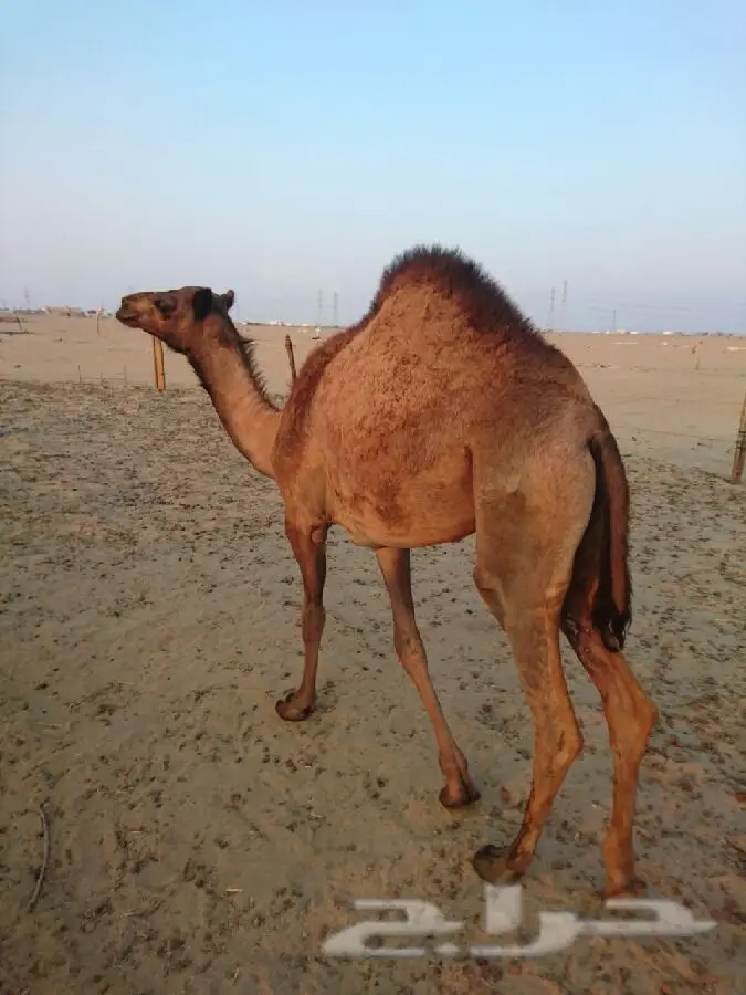 ناقة بدلة هادئة - فرصة لا تُفوّت! (image 3)