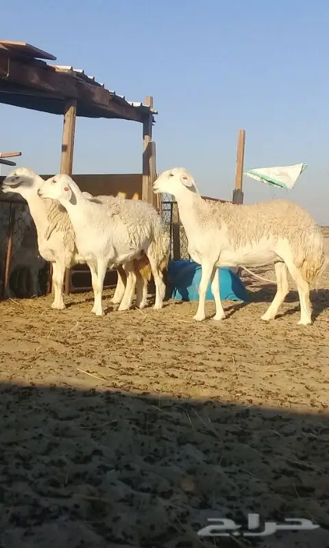 رخال حريات صنف الصنف. (image 4)