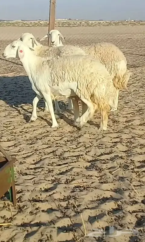 رخال حريات صنف الصنف. (image 2)