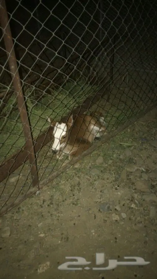 بقرة جرسيه مميزة - فرصة لا تُفوت! (image 1)