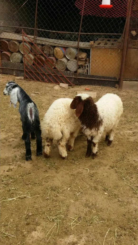 للبيع: شقة رخاء 2 رخال - فرصة ممتازة! (image 4)