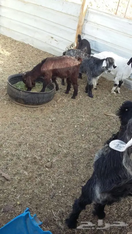 تُوالدْ منادي تيوس - 9 ماضيات - 3 أشهر (image 2)