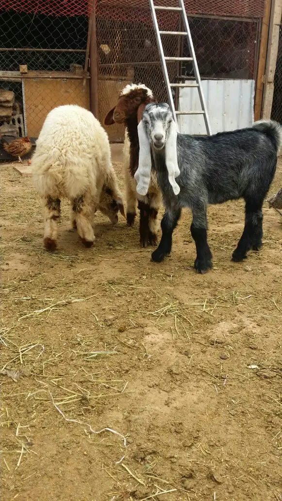 للبيع: شقة رخاء 2 رخال - فرصة ممتازة! (image 3)