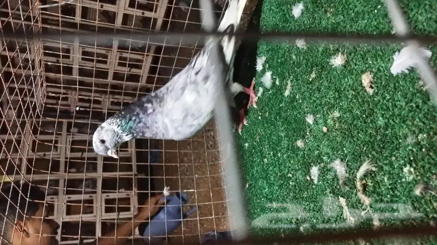 جوز قطيفي أصيل - فرصة لا تُفوَّت!