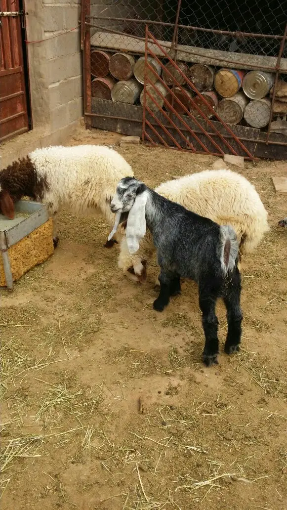 للبيع: شقة رخاء 2 رخال - فرصة ممتازة!