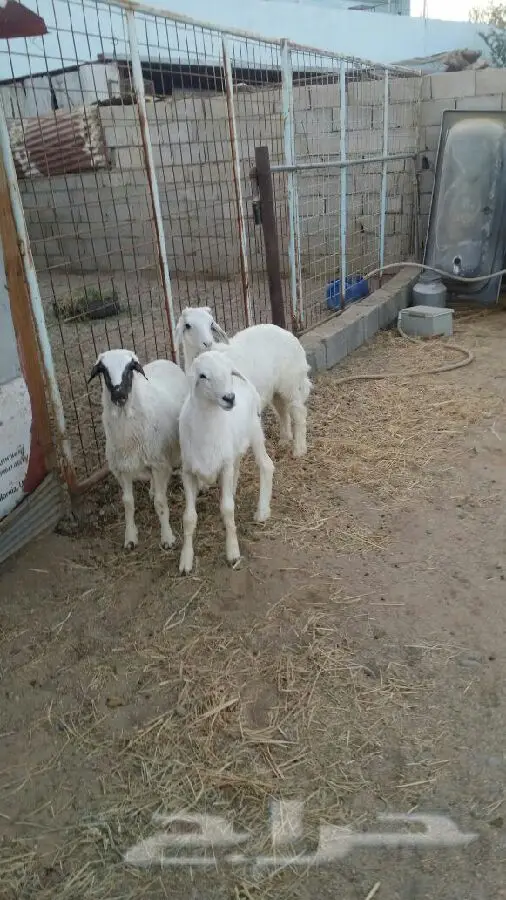 فرصة ذهبية! طليين ورخل جديدين للبيع في جنوب الطائف (image 1)