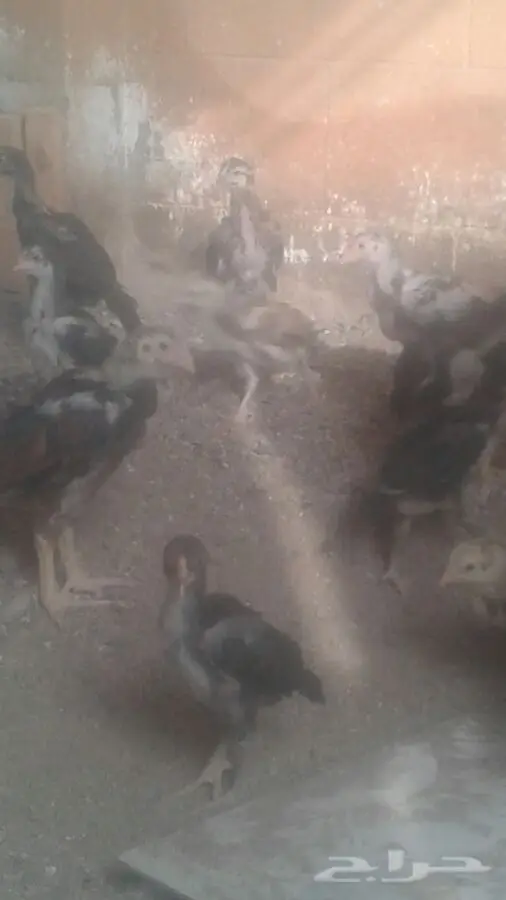 فرصة ذهبية! قطة صغيرة لطيفة للبيع (image 4)