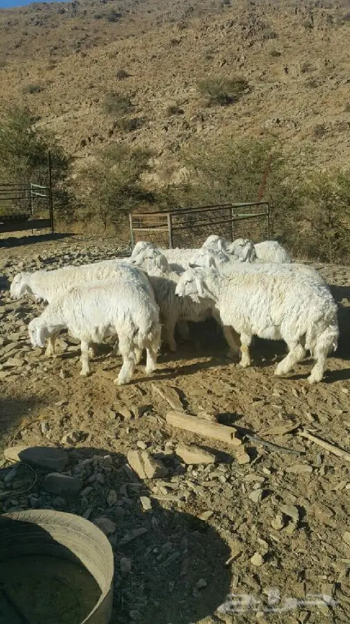 طليان حرية - فرصة لا تُفوّت!