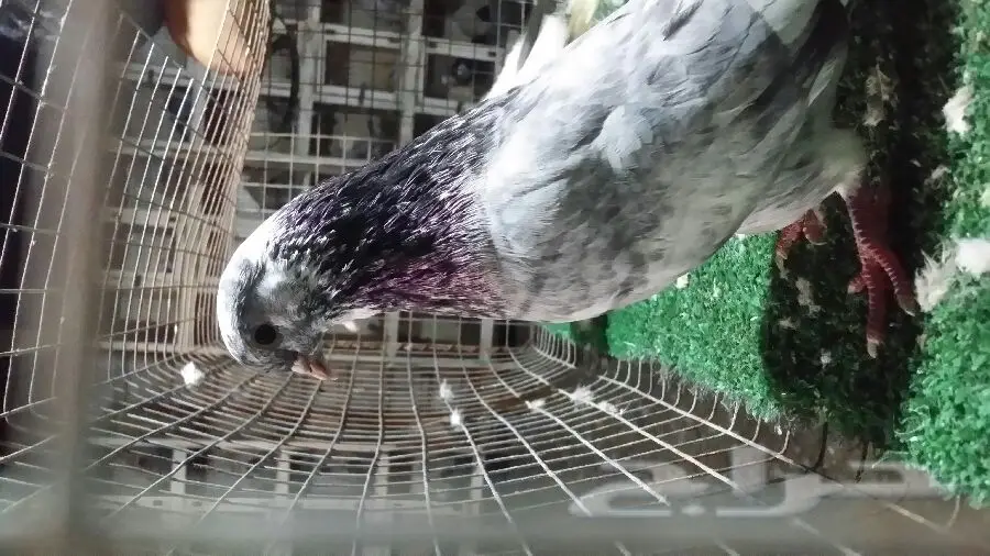 جوز قطيفي أصيل - فرصة لا تُفوَّت! (image 4)