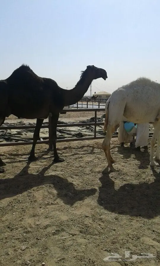 لقحاء طبيعية أصيلة - فرصة لا تُفوّت! (image 1)