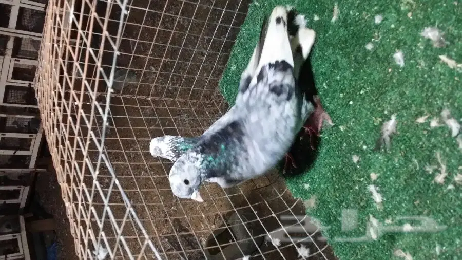 جوز قطيفي أصيل - فرصة لا تُفوَّت! (image 2)