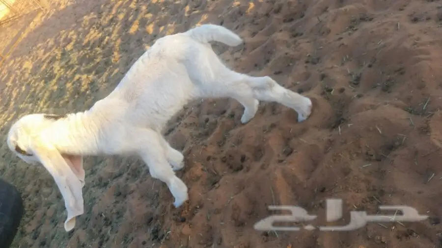 داغور هولندي  (image 2)