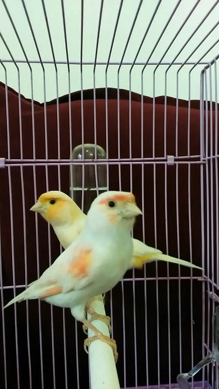 جوز كناري موزاييك وذكر سوري مغرد (image 2)