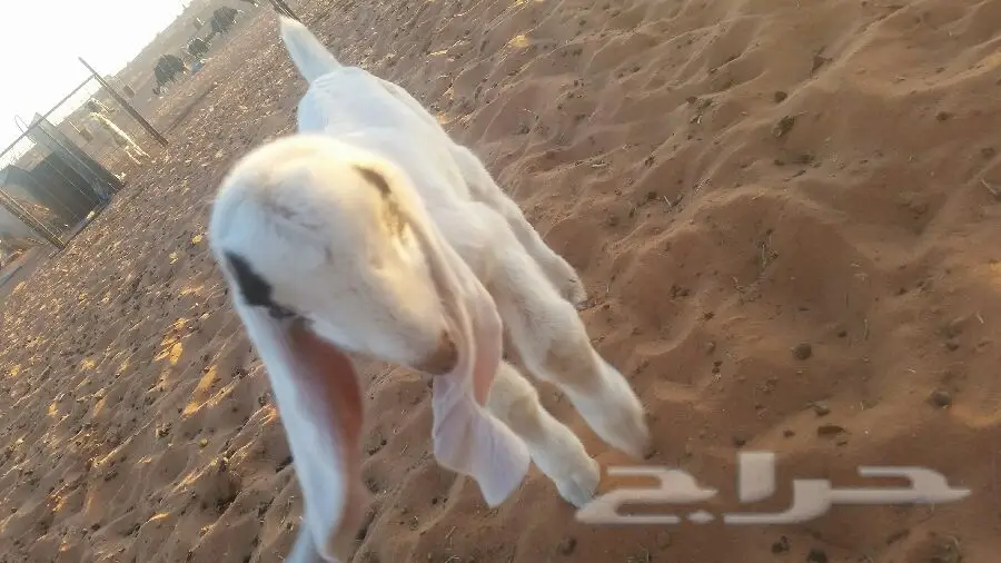 داغور هولندي  (image 3)