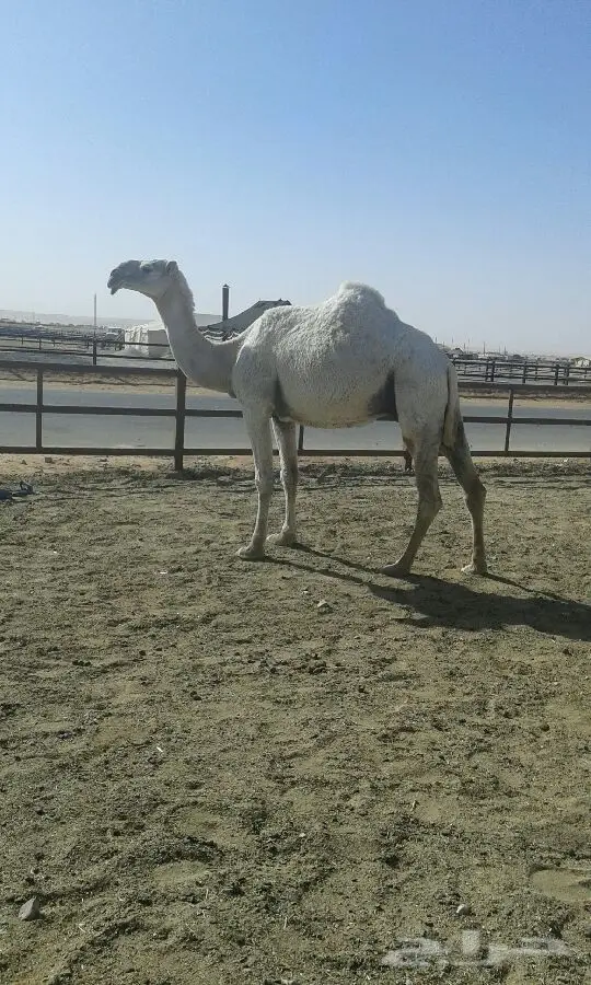 ناقة مميزة للبيع - قوية وصحية