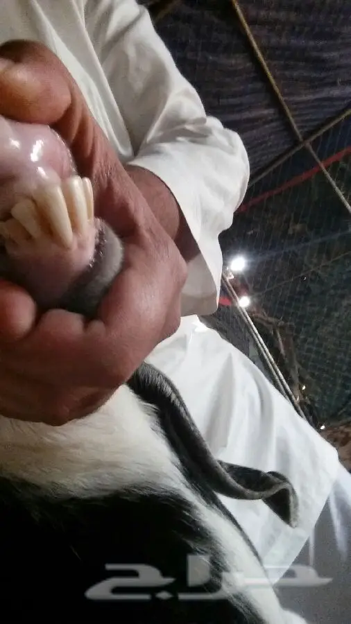 العنز الوالد