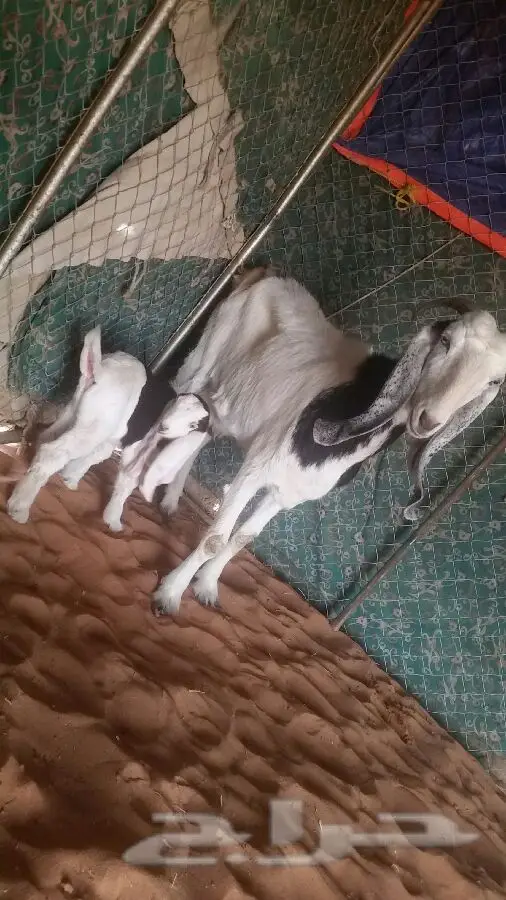 العنز الوالد (image 4)