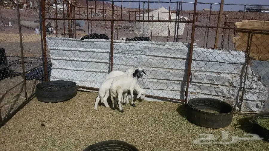 3خرفان (image 1)