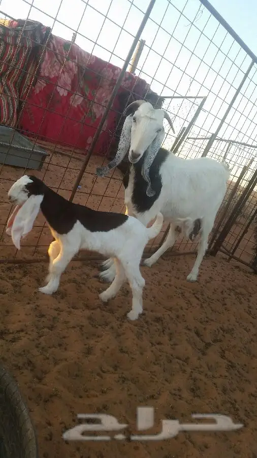 العنز الوالد (image 6)