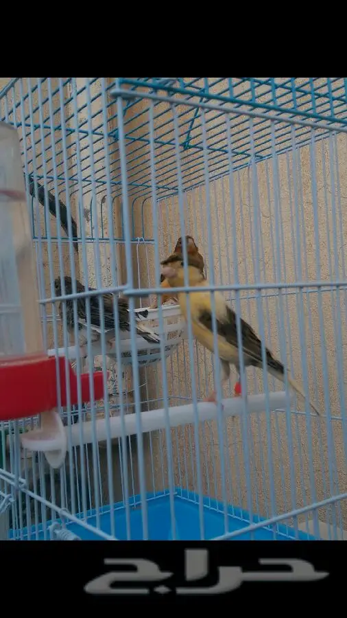 جوز كناري (image 1)