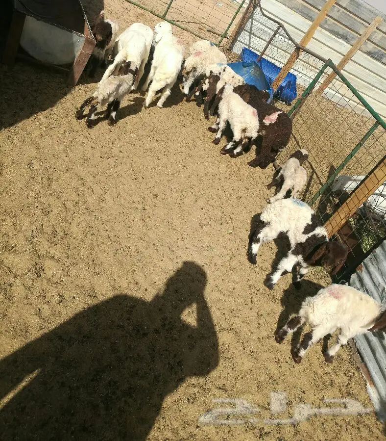 أبقار حلوب ممتازة للبيع - دواغير العدد ١٨ (image 4)