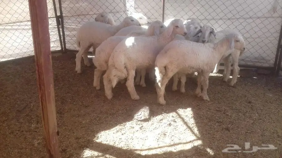 بيع حصان إسطبل - حالة ممتازة (image 3)