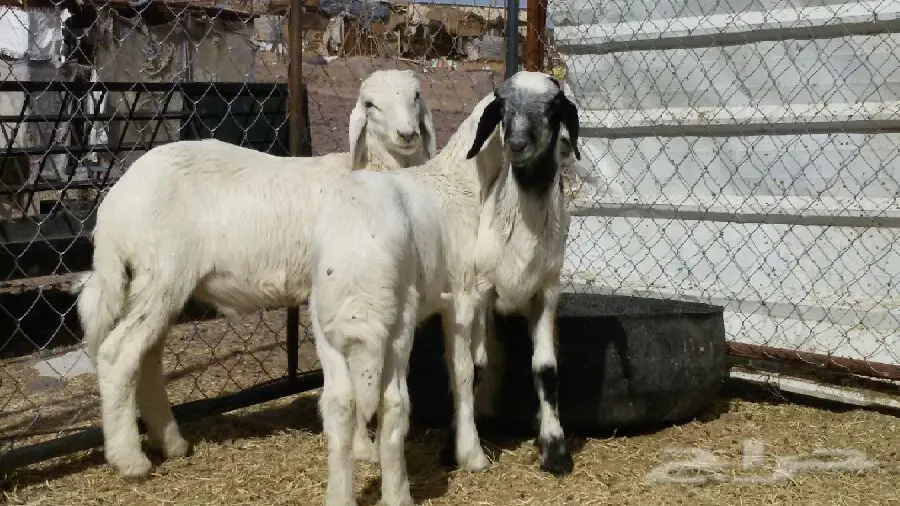 3خرفان (image 3)