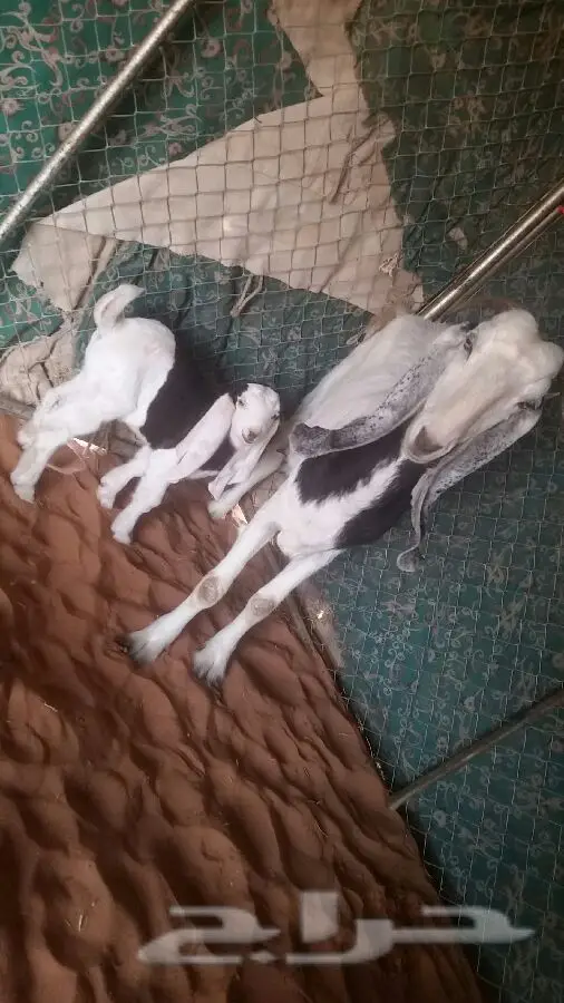 العنز الوالد (image 2)