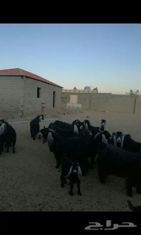 عوارض مميزة - فرصة لا تعوض! (image 1)