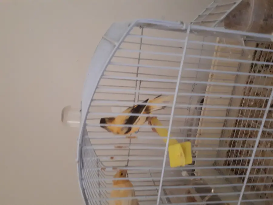 جوز كناري سوري أصيل - جوزة مبدعة! (image 1)