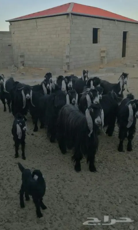 عوارض مميزة - فرصة لا تعوض!