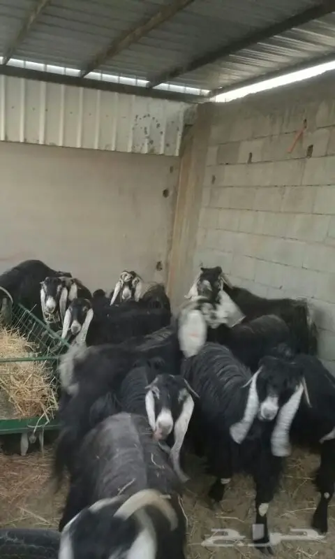 عوارض مميزة - فرصة لا تعوض! (image 2)