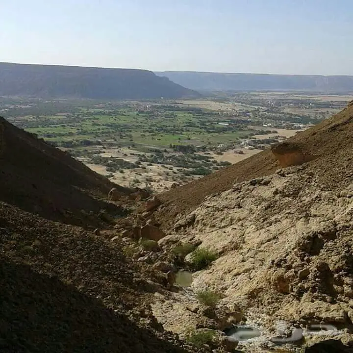 عسل سدر حضرمي (image 3)