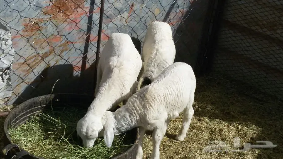 3خرفان (image 5)